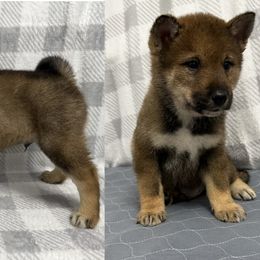 Boy 1 - Shikoku puppy from Kiseki No Yama