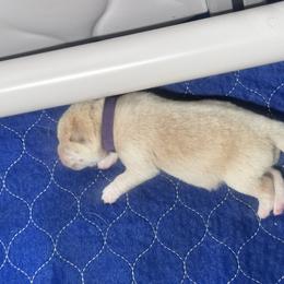 Kumo - Cream male Shiba Inu puppy in Inverness, Florida from Shore Thing Shiba’s