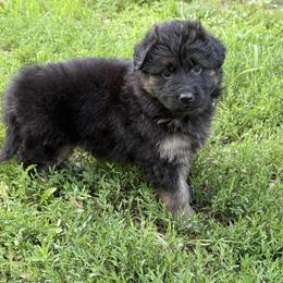 Purple female - Black and red female German Shepherd puppy in Herrick, South Dakota from Dakota Shepherds Kennels