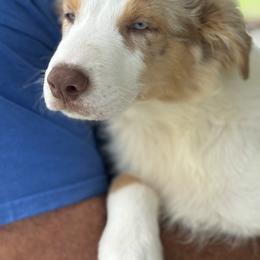 Trump - Red merle male Australian Shepherd puppy in Tompkinsville, Kentucky from Wiggle Butt Inn LLC