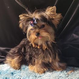 Otis - Yorkshire Terrier