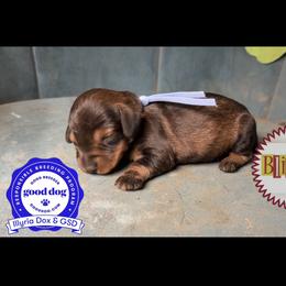 Blitzen - Wild boar female Dachshund puppy in Livingston, Kentucky from Illyria Dox & GSD