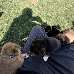 Shiba Inu Puppies from Anko Shibas