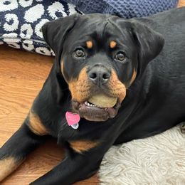 Rottweiler Puppies from HAUS OF RZA