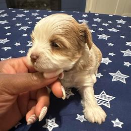 Macchiato-Black collar - Chocolate, tan and white male Yorkshire Terrier puppy in Selden, New York from Alisha's Yorkshire Terriers