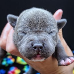 M4 - Blue male Staffordshire Bull Terrier puppy in Dallas, Texas from Wild Blue Staffords