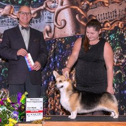 Marnie - Pembroke Welsh Corgi