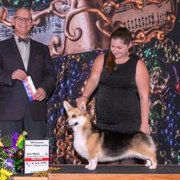 Marnie - Pembroke Welsh Corgi