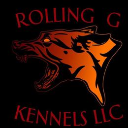 Belgian Malinois puppies from Rolling G Kennels
