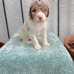 Gravy - Parti male Goldendoodle puppy in Atlantic Beach, Florida from Glamorous Golden Doodles