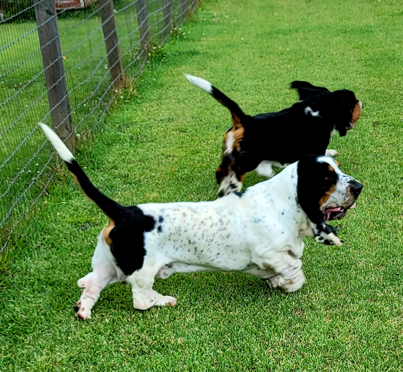 Basset Hound Puppies from Double Branch Basset Hounds