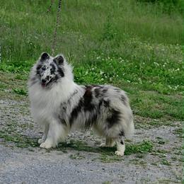 Max - Blue merle and white male Shetland Sheepdog puppy in Pleasant Shade, Tennessee from Odyssey Shetland Sheepdogs