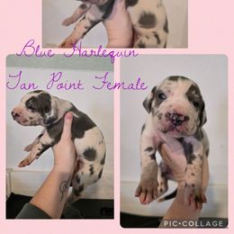 Mercury - Harlequin Great Dane puppy in Spiro, Oklahoma from Big Birch Danes