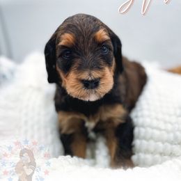 Star - Phantom female Goldendoodle puppy in California City, California from Summer Sun Doodles