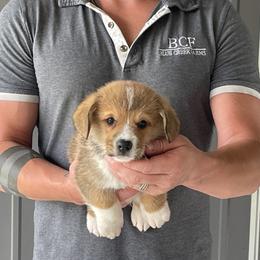 Tulip - Male 3 - Red male Pembroke Welsh Corgi puppy in Jefferson, South Carolina from Blue Creek Farms