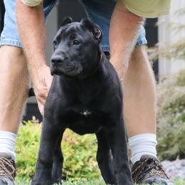 Pink Collar - Black female Perro de Presa Canario puppy in Pocahontas, Illinois from Cabeza Grande Kennel