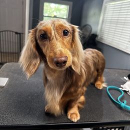 Harvey - Dachshund