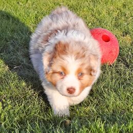 Australian Shepherd Puppies from NorthRidge Australian Shepherds