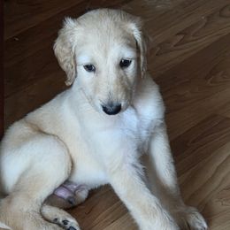 Afghan Hound Puppies from Summerbrook Afghans