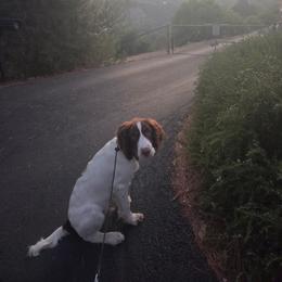 English Springer Spaniel puppies from Desert Willow Kennel