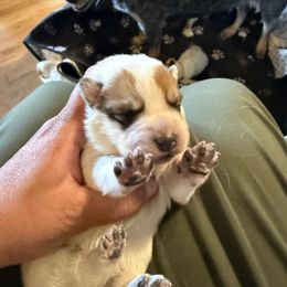 Girl 1 - Red speckled female Australian Cattle Dog puppy in Dillon, Montana from DPH Australian Cattle Dogs