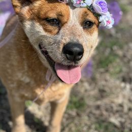 Australian Cattle Dog puppies from Straight Arrow Australian Cattle Dogs