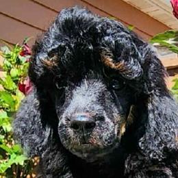 Winston - Poodle
