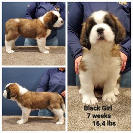 Saint Bernard Puppies from Heart Mountain Saint Bernards