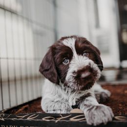 Wirehaired Pointing Griffon Puppies from Double Barrel Griffons