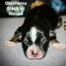 Oklahoma - Black tri-color female Australian Shepherd puppy in El Dorado Springs, Missouri from HP Aussie Kennels