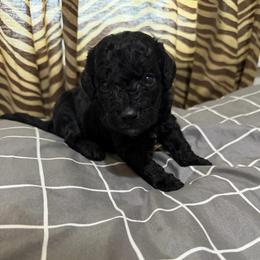 Toby - Black male Goldendoodle puppy in Centralia, Missouri from Oodles Of Doodles Mo.