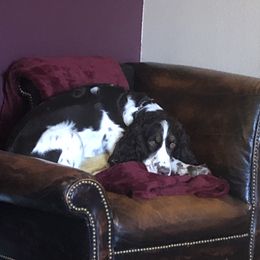 Auri - Springerdoodle
