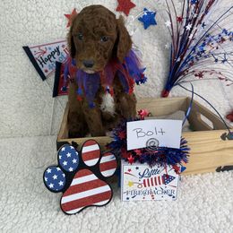 Boy 4 Bolt - Red Irish Doodle puppy in Galloway, Ohio from Heavenly Poodles