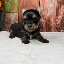 Lily 3000 small - Black and tan female Yorkshire Terrier puppy in Douglas, Georgia from South Georgia Yorkies and Biewers