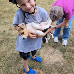 Beagle and German Shepherd Puppies from Nebraska K9's