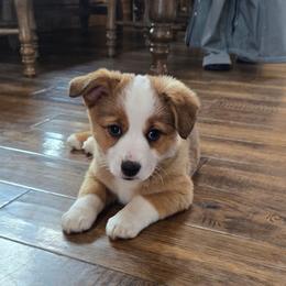 Lady - Red female Companion Cross puppy in Americus, Kansas from Kandi's Pups