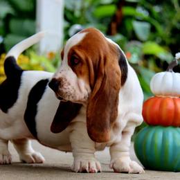 Ramoura - Black white and brown female Basset Hound puppy in Pollock, Missouri from Northstar