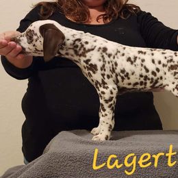 Girl 1 - White and liver brown Dalmatian puppy in Richmond, Virginia from Darrfield