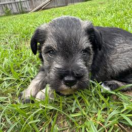 Charlie - Salt and pepper male Miniature Schnauzer puppy in Crestview, Florida from 850Schnauzers