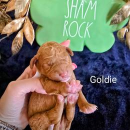 Goldie - Red  female Goldendoodle puppy in Red Oak, Iowa from Fisher Pups-Stay Golden with a Doodle