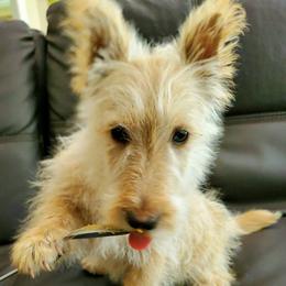 Bagel - Wheaten female Scottish Terrier puppy in Coeur D'alene, Idaho from Kimball Kennels