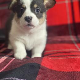 Girl 2 - Black and tan female Pembroke Welsh Corgi puppy in Rosharon, Texas from Morning Glory Corgis