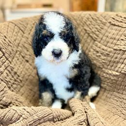 Justice - Tri-color male Bernedoodle puppy in Lookout, California from Remington Kennels, LLC