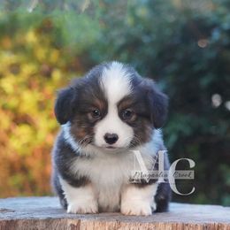 Fluffy Tri Male 1 - Black and tan male Pembroke Welsh Corgi puppy in Straughn, Alabama from Magnolia Creek Corgis