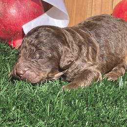 Walnut - Chocolate male Labradoodle puppy in St George, Utah from Terra's Swann's Kennels