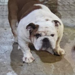 Goliath - Bulldog