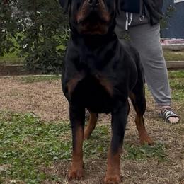 Rottweiler All Grown Up from Von Decker Rottweilers