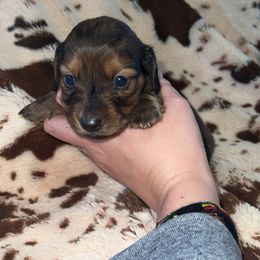Dracula - Red male Dachshund puppy in Madisonville, Tennessee from L&A Dachshunds
