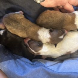 Jefferson - Sable and white male Collie puppy in Abilene, Texas from Regal Lassie's