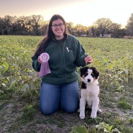 Australian Shepherd Puppies from Underworld Australian Shepherds